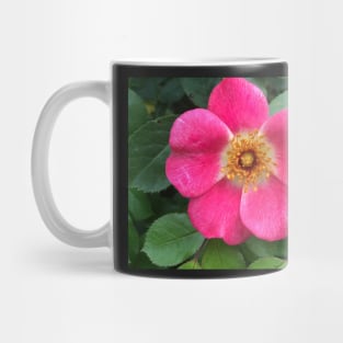 Radiant Pink Rock Rose Sweetness Mug